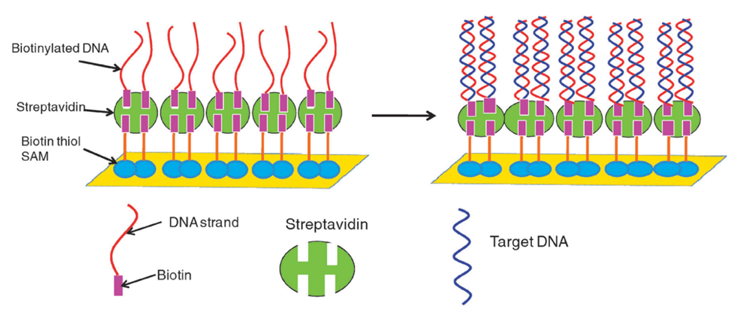 3D-Printed Gold Nanoparticle (AuNP) for Localized Surface Plasmon Resonance (LSPR) Based Detection for Biosensing Application.